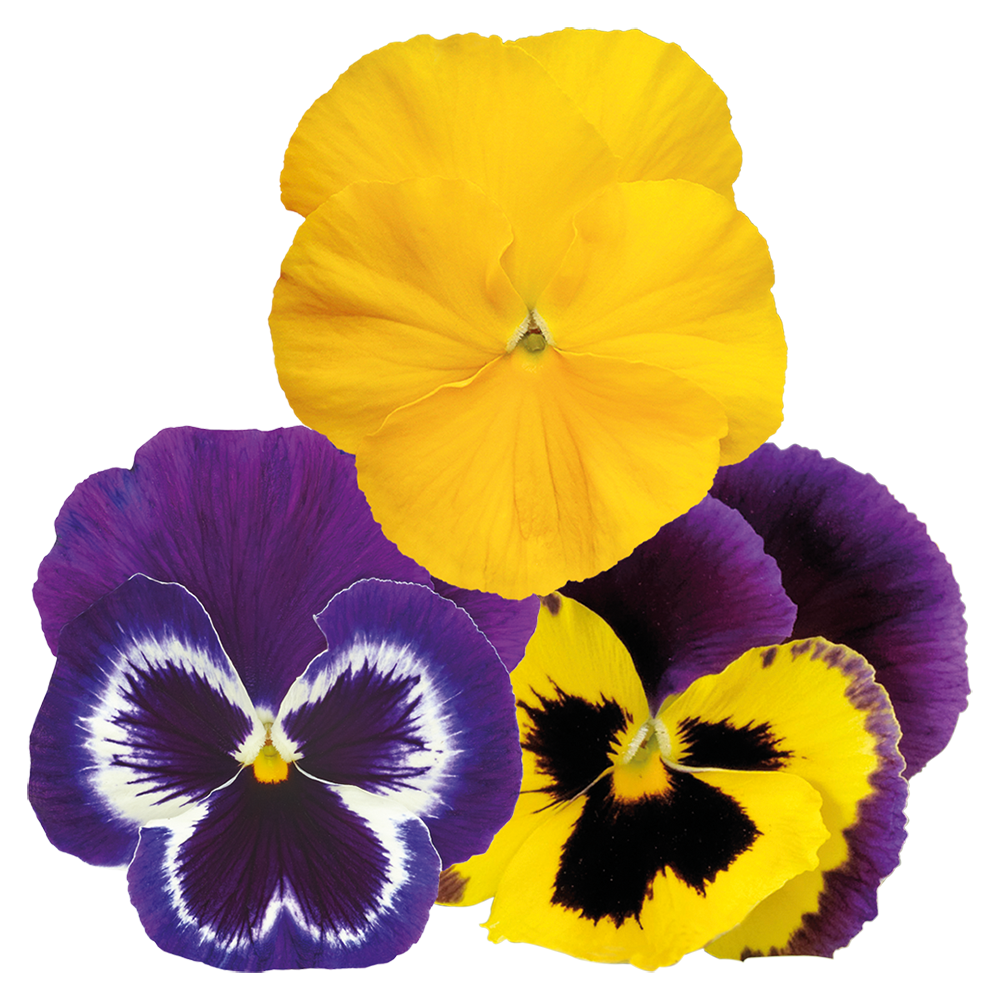 Viola wittrockiana F₁ Inspire® Plus Sunny Day Mix | Benary